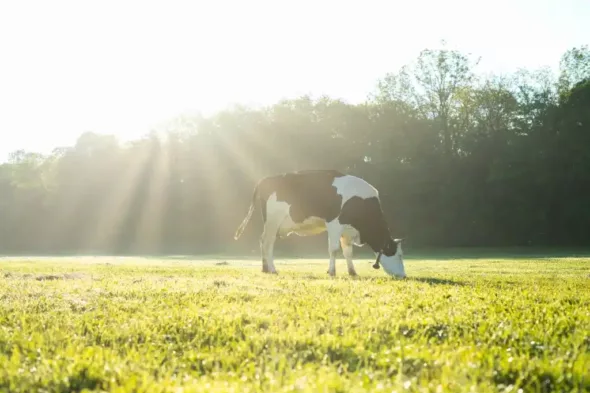 Ferme bio de la coccinelle à Witternheim. Producteur associé de la coopérative Kooma